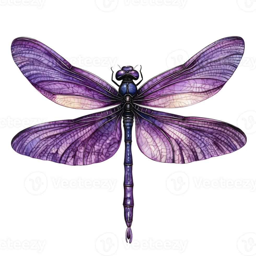 A purple dragonfly on a transparent background png