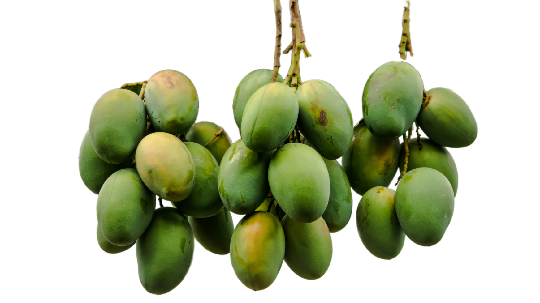 A bunch of fresh Unripe mangoes. Editable and ready to use image, Summer Fruit Mango png
