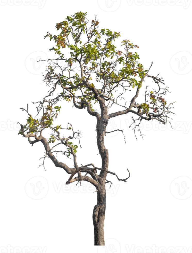 tree isolated on transparent background with clipping path and alpha channel, tropical trees, real tree green leaf. png