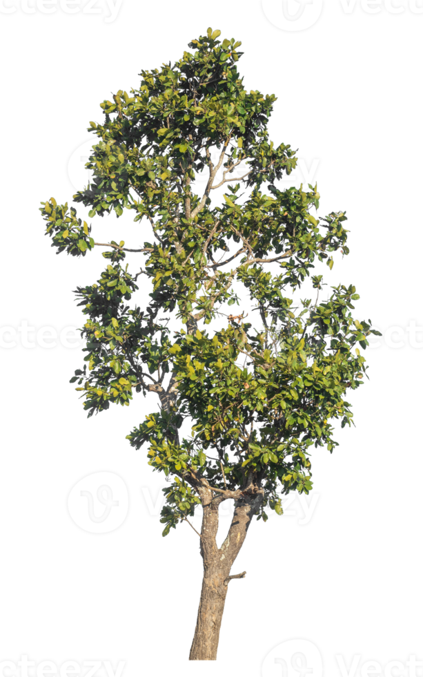 green tree isolated on transparent background with clipping path and alpha channel, tropical trees, real tree green leaf. png