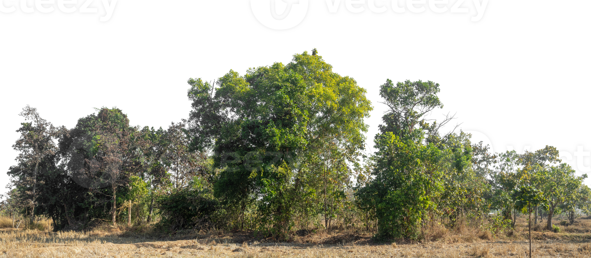 Green Trees isolated on white background. are Forest and foliage in summer for both printing and web pages with cut path and alpha channel, high resolution png