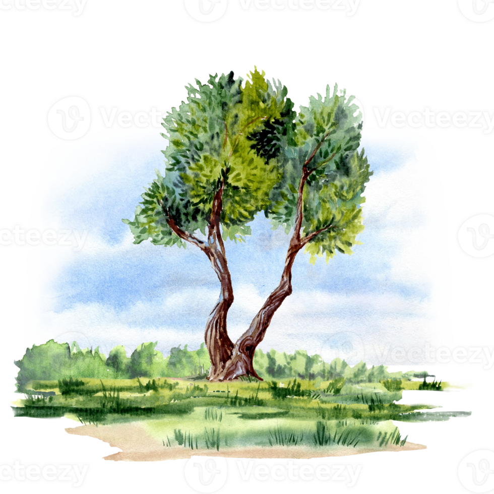 One tree on the meadow in watercolor png