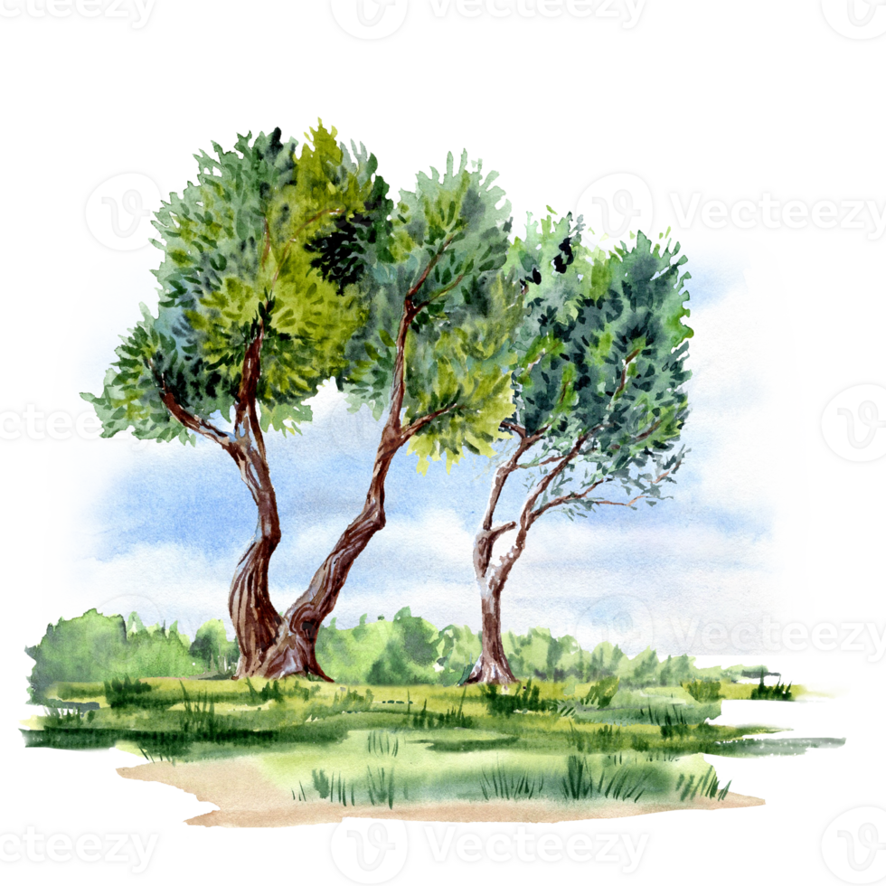 Summer trees on the lawn in watercolor png