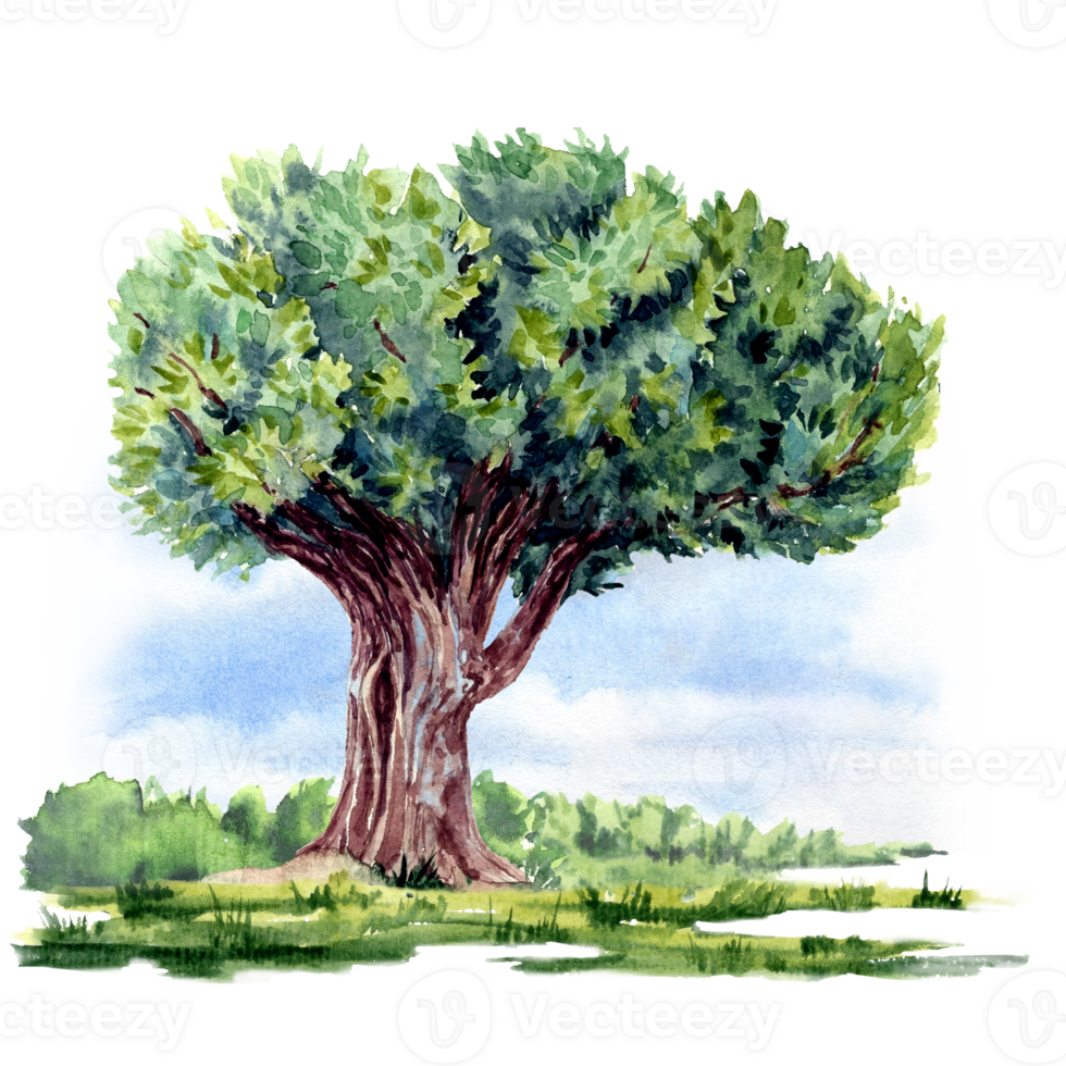 Big tree on the lawn in watercolor png