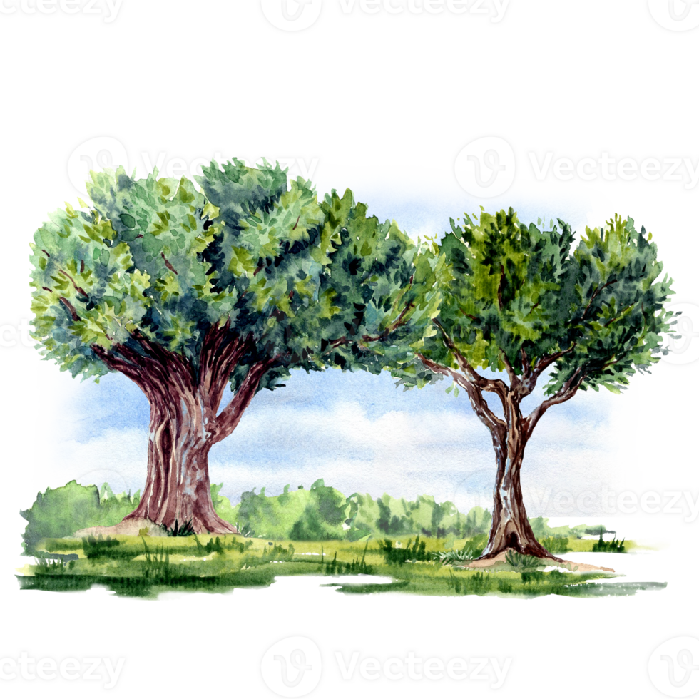 Big trees on the lawn in watercolor technique png