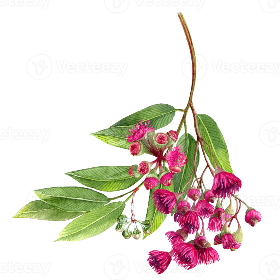 Eucalyptus inflorescences on the green branch png