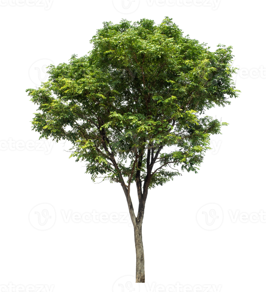 Isolated single green tree isolated on transparent background with clipping path and alpha channel png