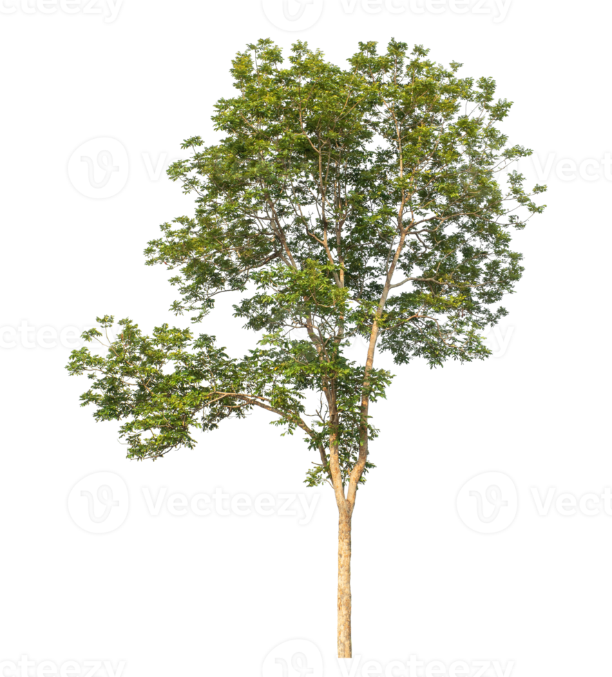 Green trees and foliage in summer isolated on transparent background with clipping path and alpha channel. png