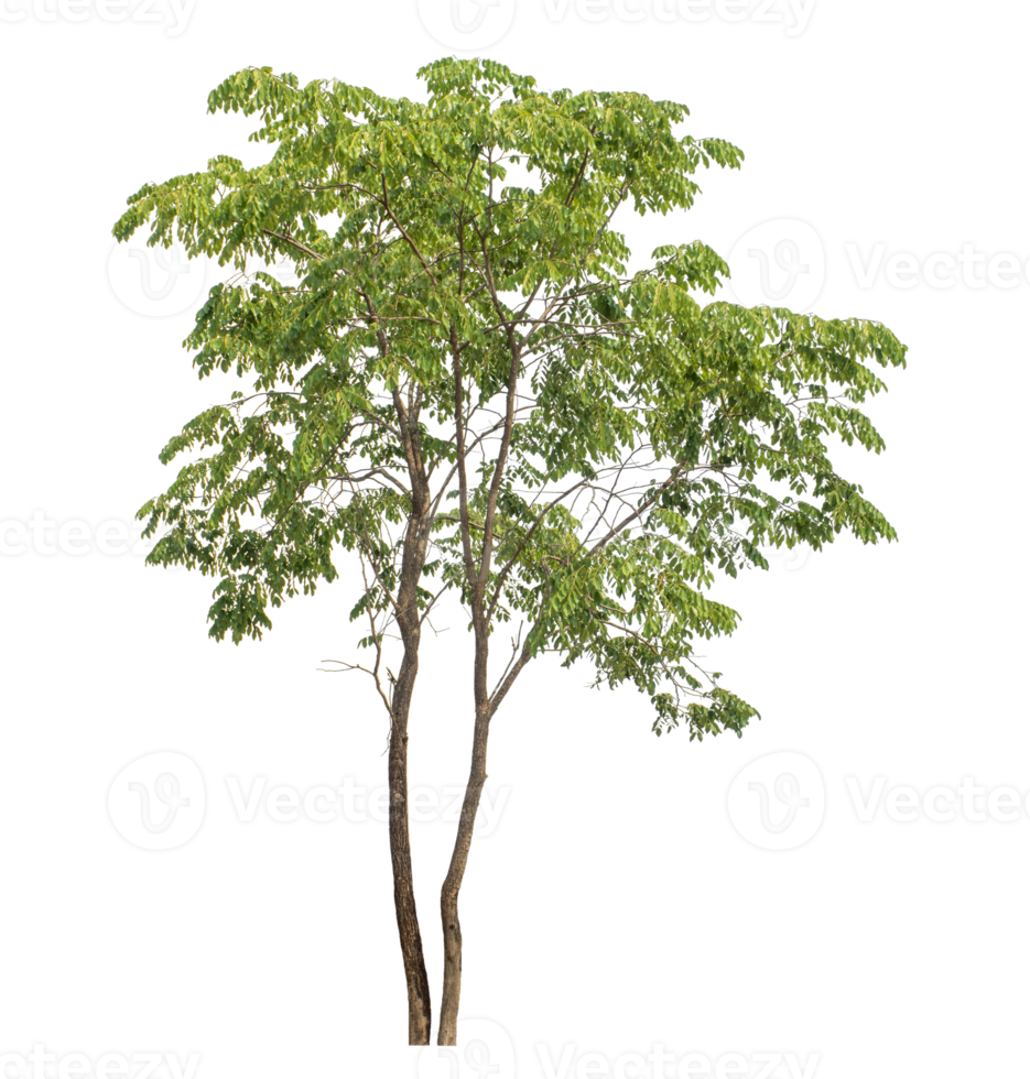 Green Trees isolated on white background, Tree and foliage in summer with cut path and alpha channel . png