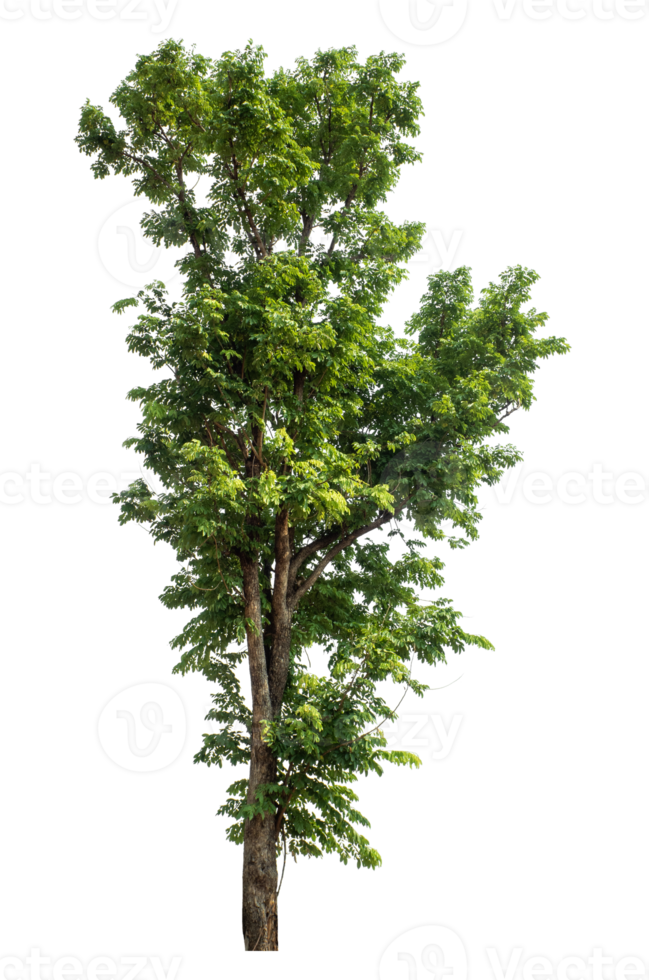 Single green tree isolated on transparent background with clipping path and alpha channel. png