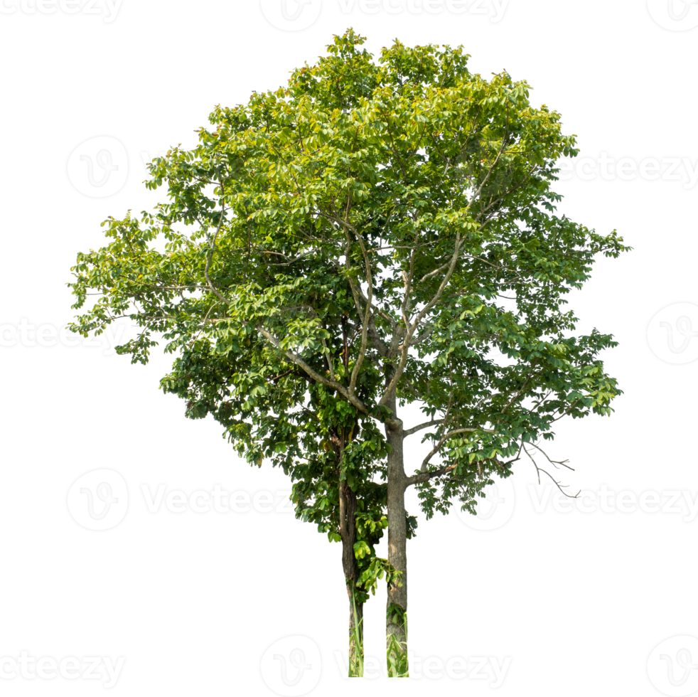 Real trees with green leaves, tree on transparent backgroundTree Isolated on transparent Backgroundand foliage in summer with cut path and alpha channel, high resolution. png