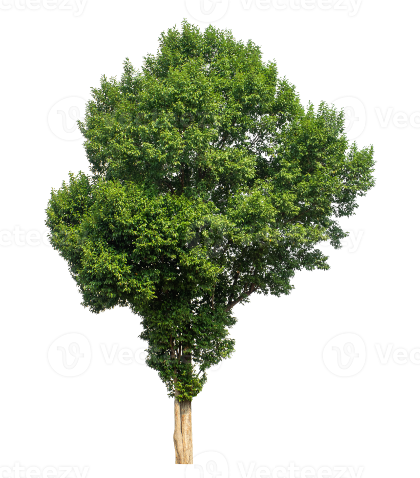 Green trees isolated on transparent background with clipping path and alpha channel high resolution. png