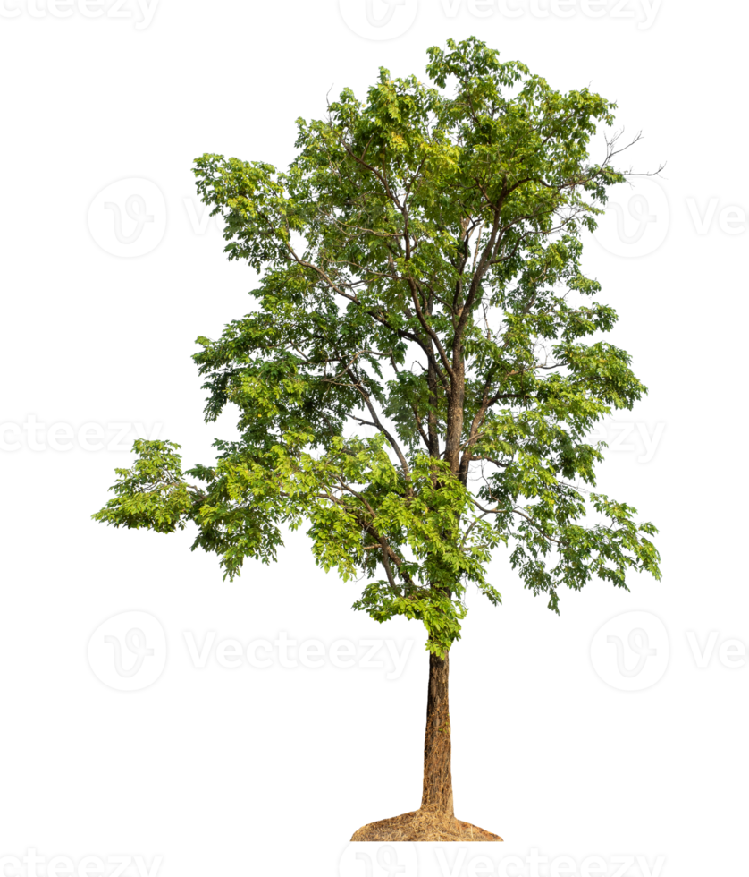 high resolution,green trees and foliage in summer isolated on transparent background with clipping path and alpha channel. png