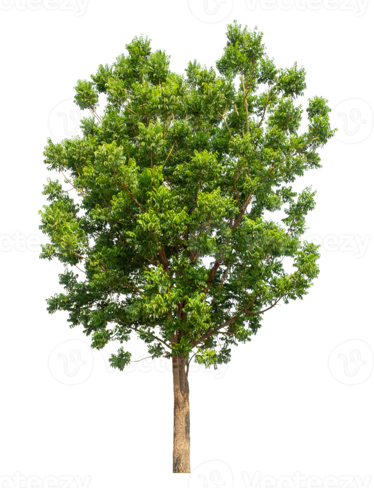 Single green tree isolated on transparent background, high resolution png