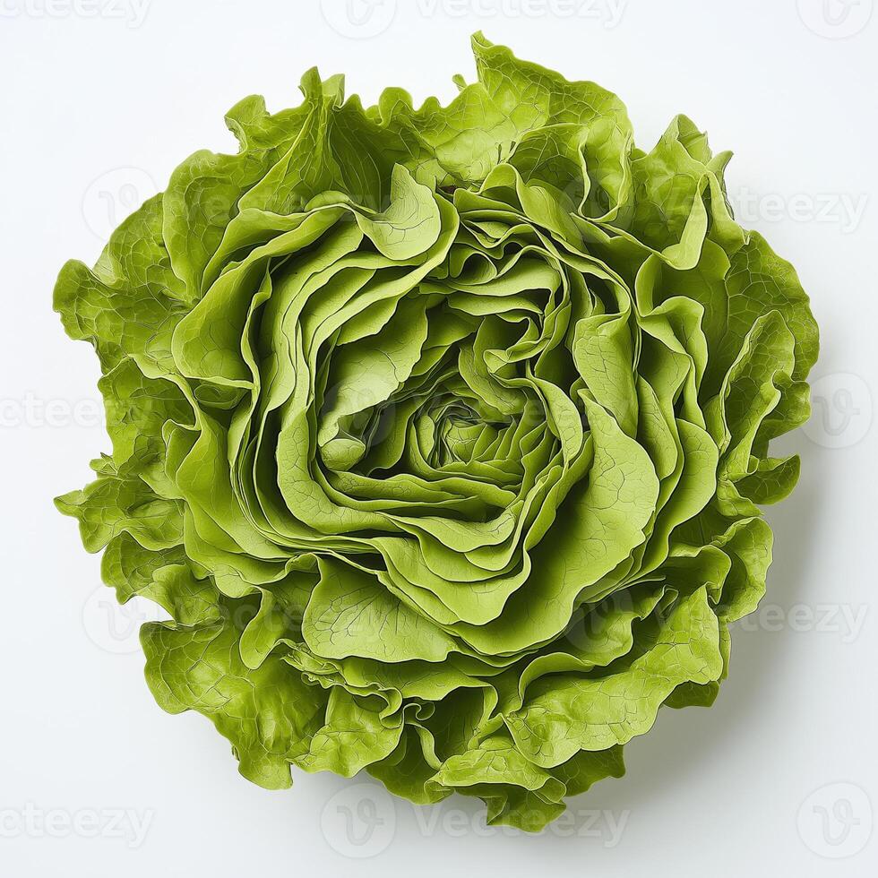 A close up of a lettuce on a white background photo