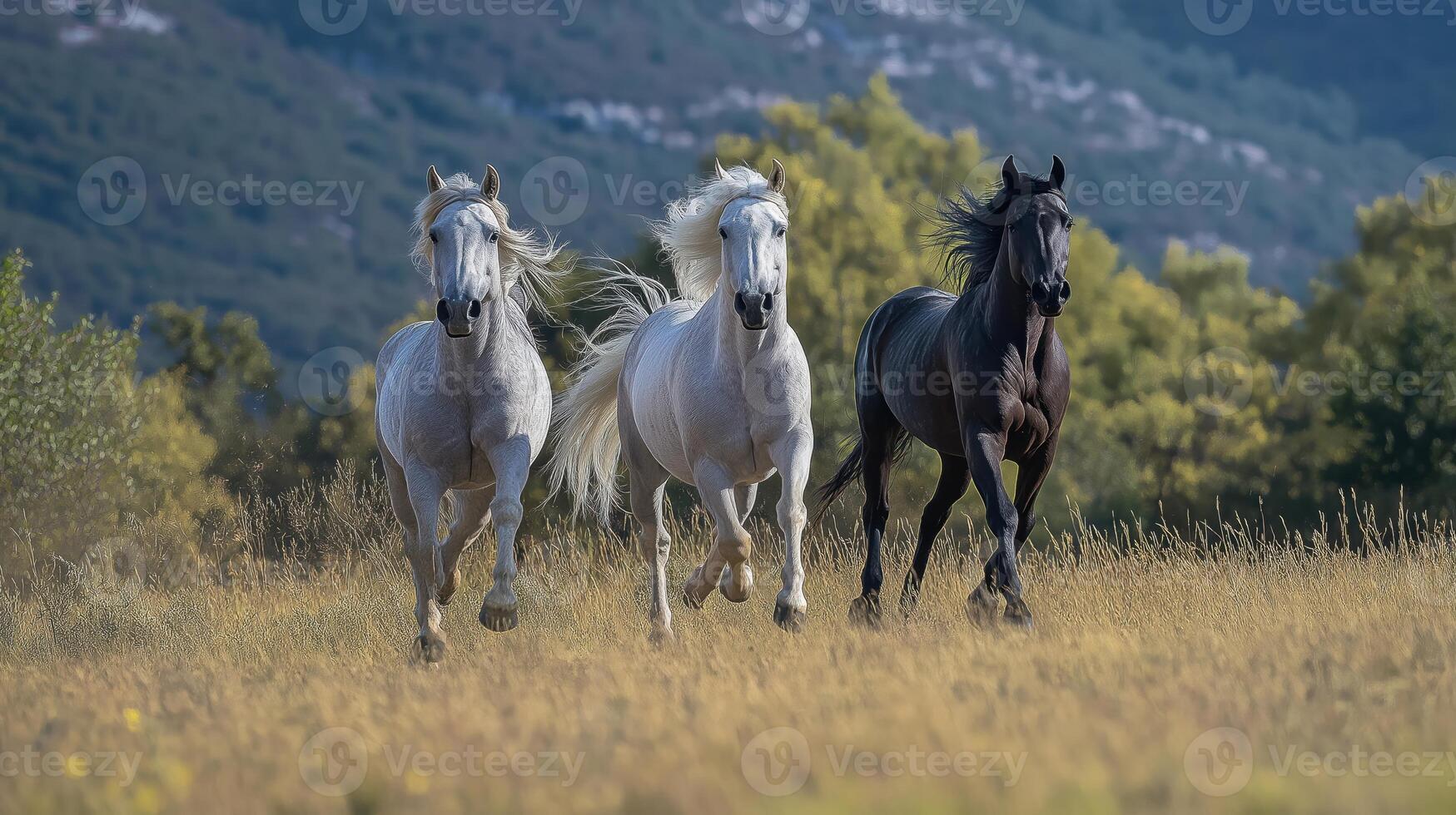 Three horses running in a field with mountains in the background photo