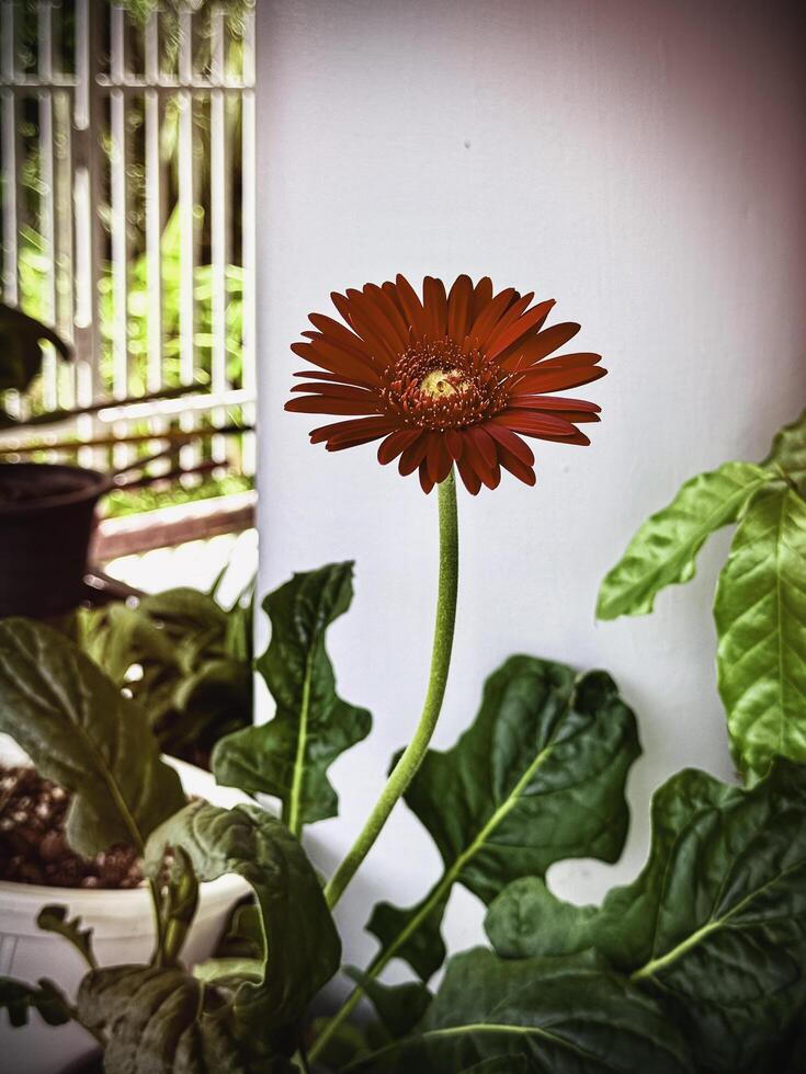 Gerberra with yellow pollen and red petals,beautiful flower photo
