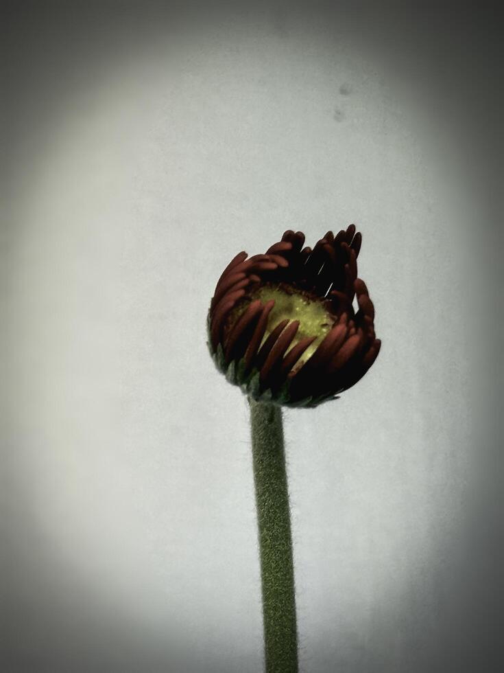 In selective focus of Gerberra bud with yellow pollen and red petals,beautiful flower photo
