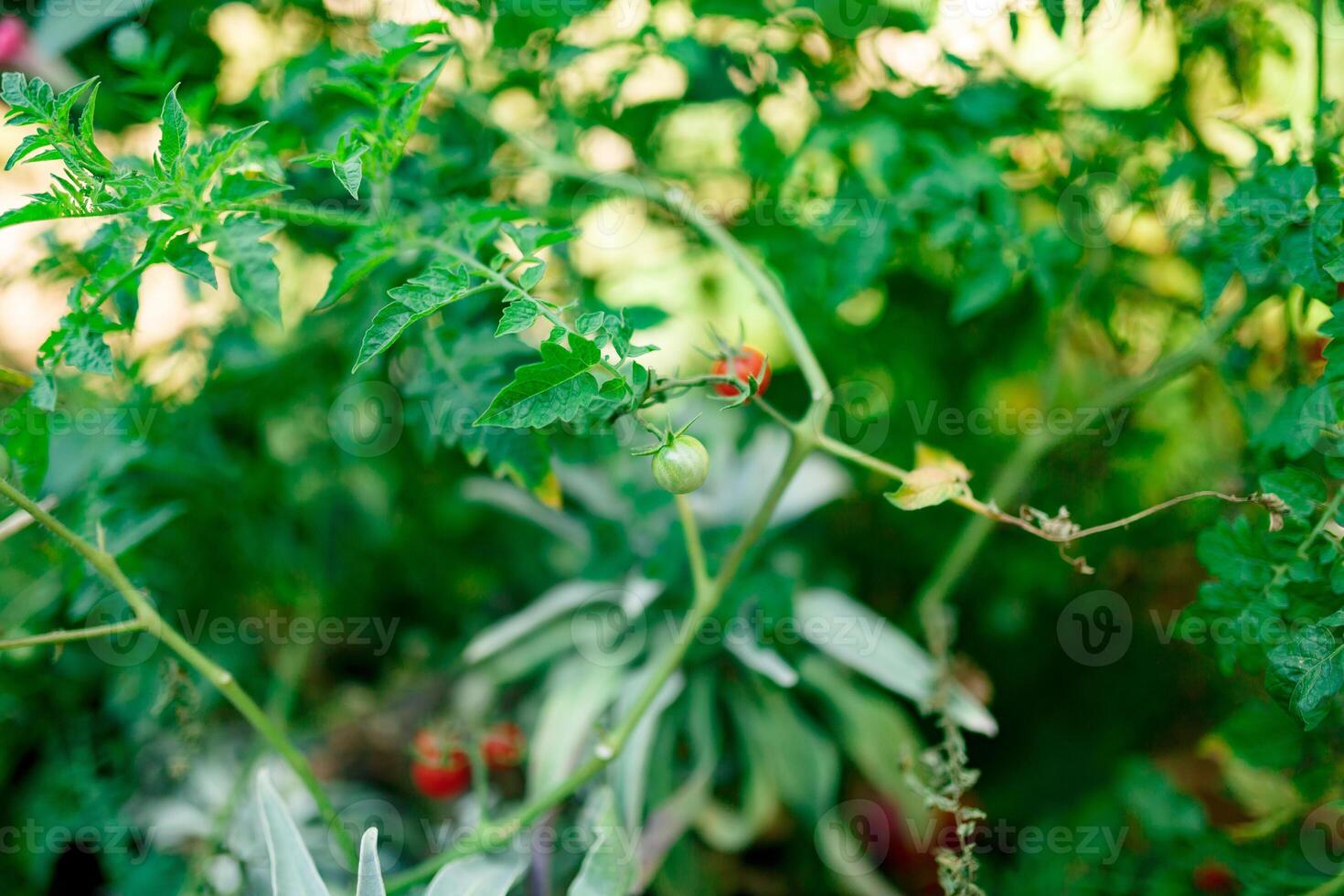 A Beautiful Lush Green Tomato Plant Boasting Ripening Fruits photo