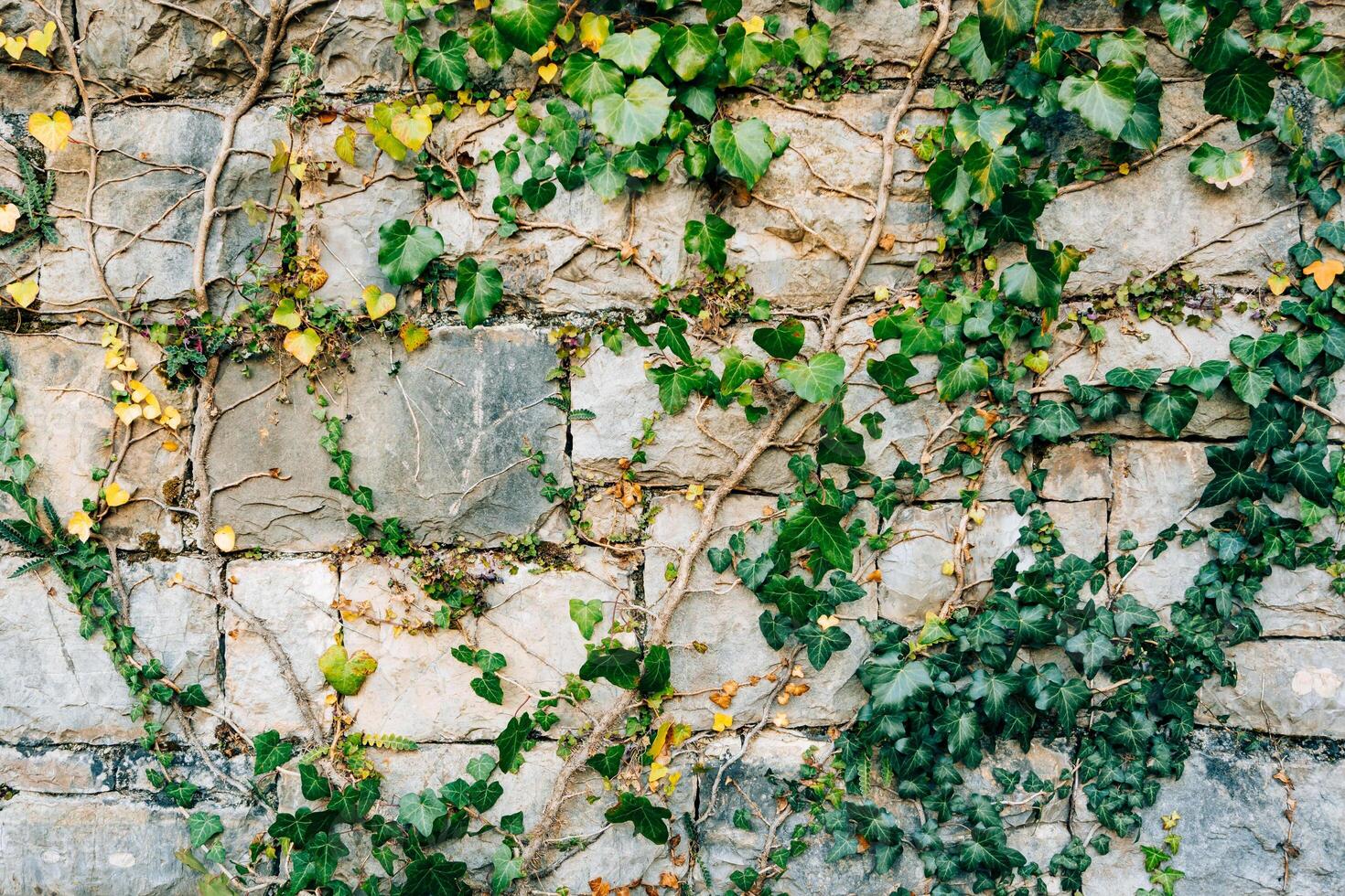 Vibrant Lush Green Ivy Cascading Over a Rustic Stone Wall photo