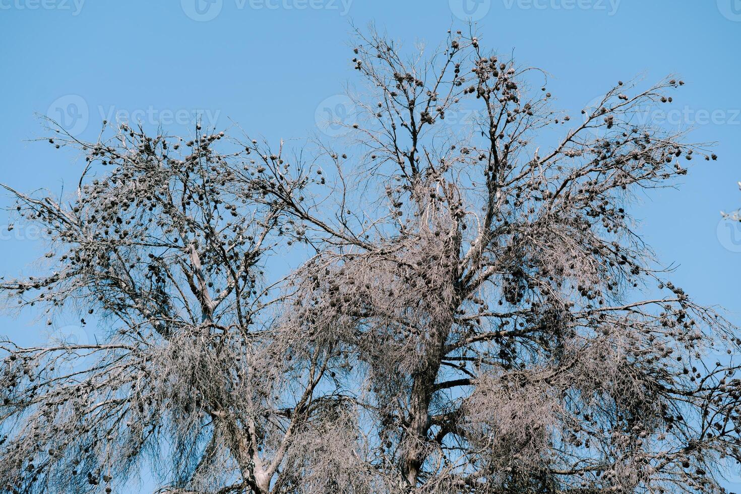 The Leafy Tree Branches Stretching Against a Clear Blue Sky photo