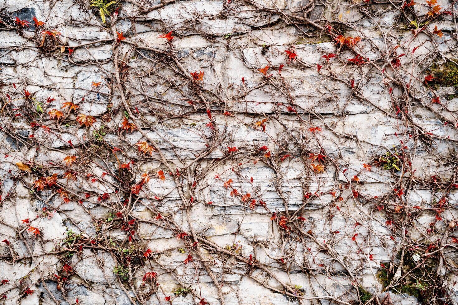 Nature's Art. Vines and Red Leaves on a Rustic Wall photo