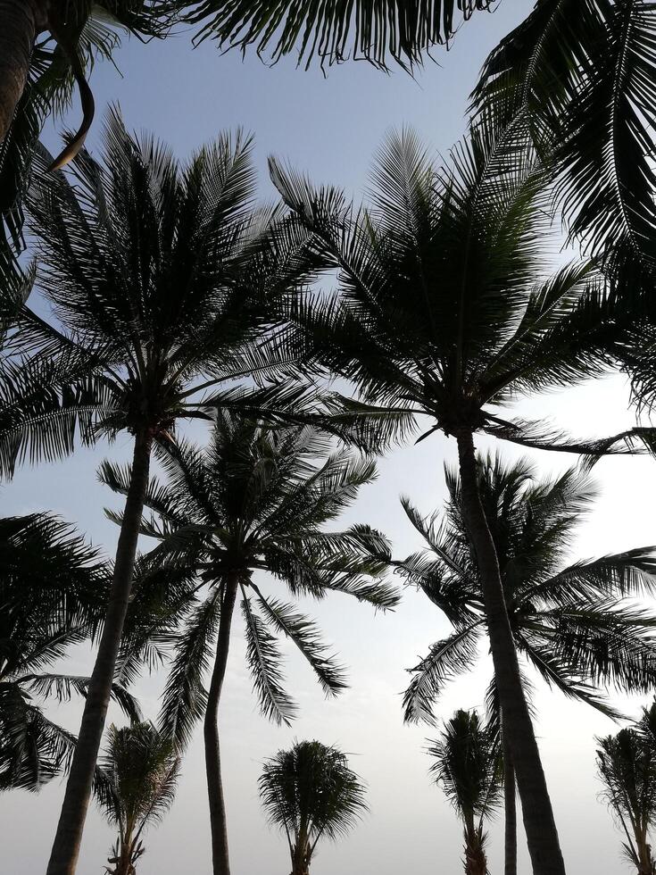 A group of palm trees are seen in the sky photo