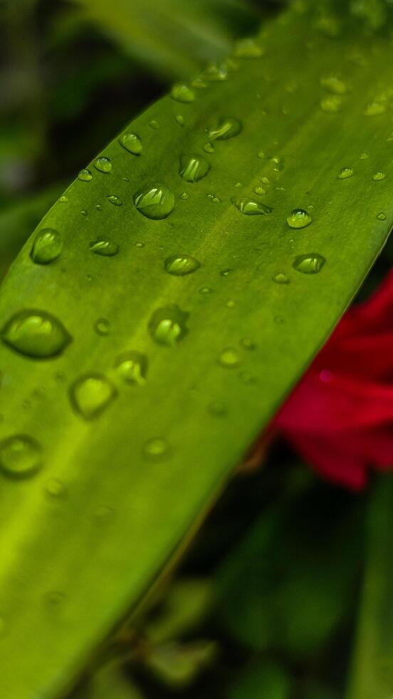 A close up of water droplets on a green leaf with a red rose in the background photo