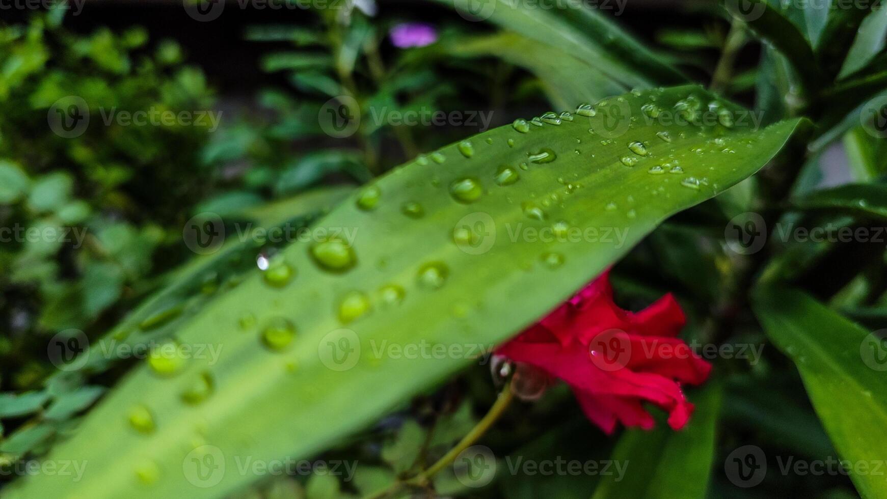A close-up of water droplets on a green leaf with a red rose in the background. photo