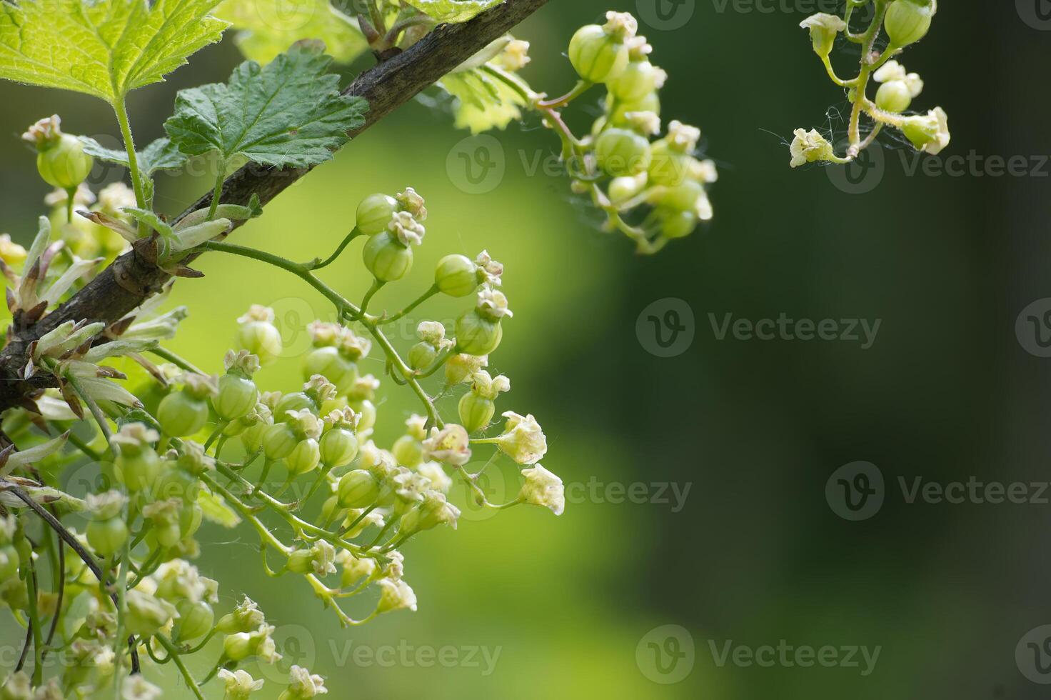 A close-up shot showcasing green currant berries and blossoms on a branch with vibrant foliage. photo