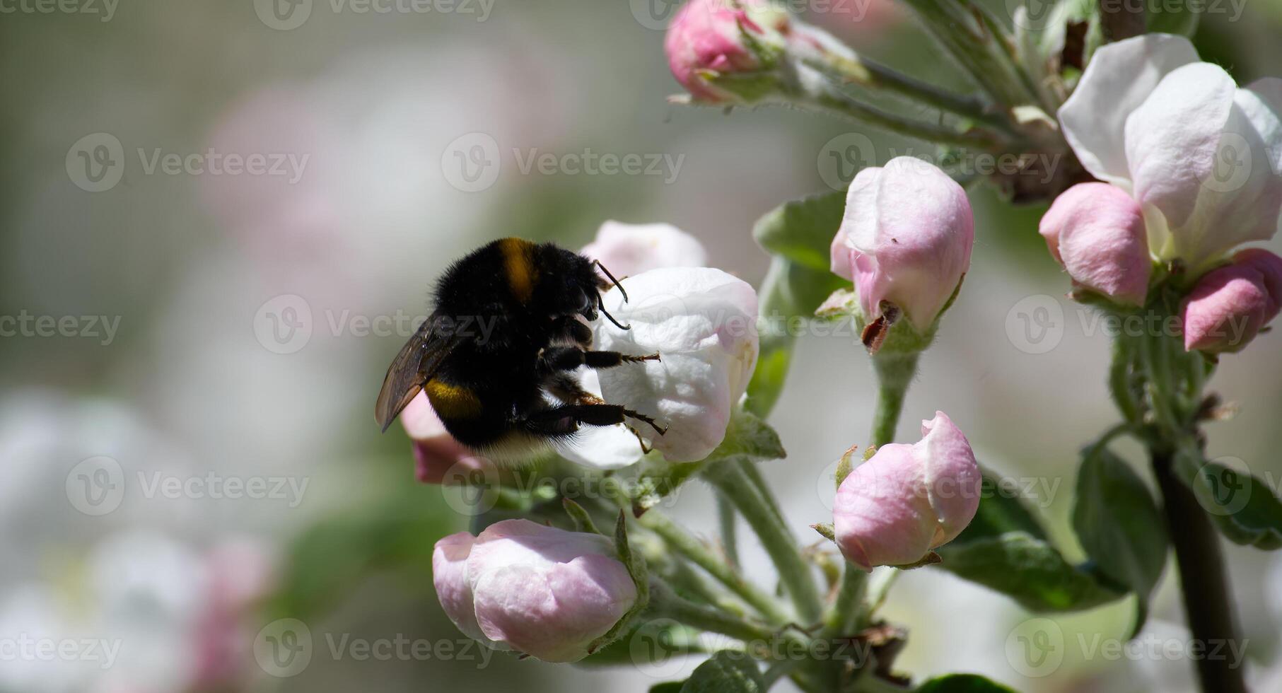 Busy bumblebee gathers nectar from an apple blossom in full bloom. photo