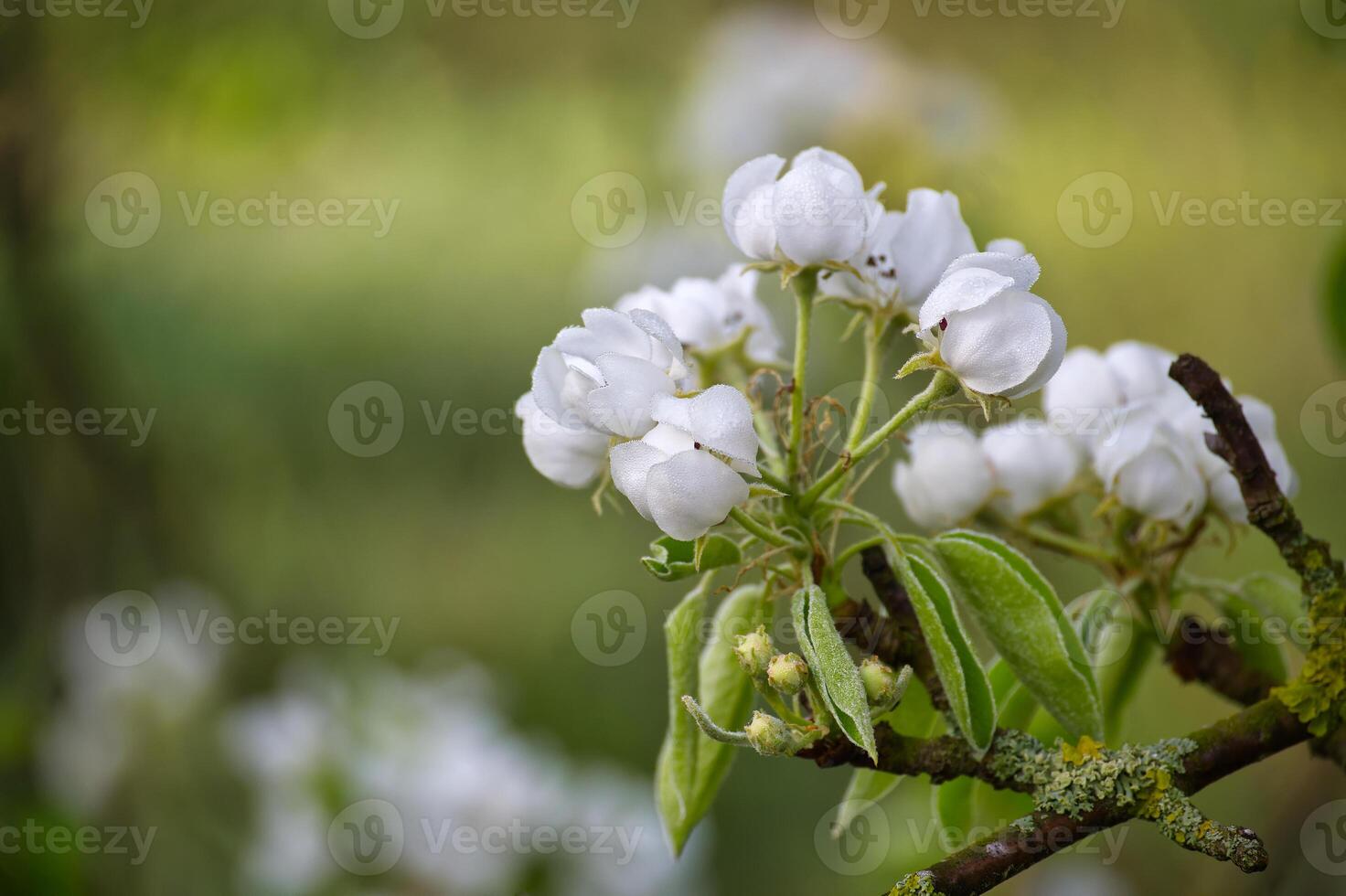 Close-Up of Delicate White Blossoms Growing on a Tree Branch in Spring photo