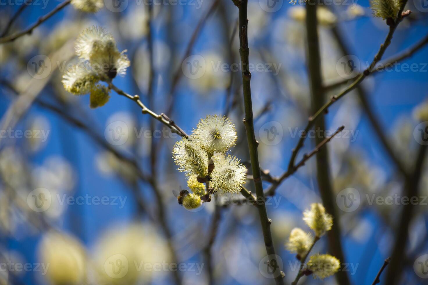 A bee gathers pollen from soft, fresh willow catkins in full bloom against a clear blue sky. photo