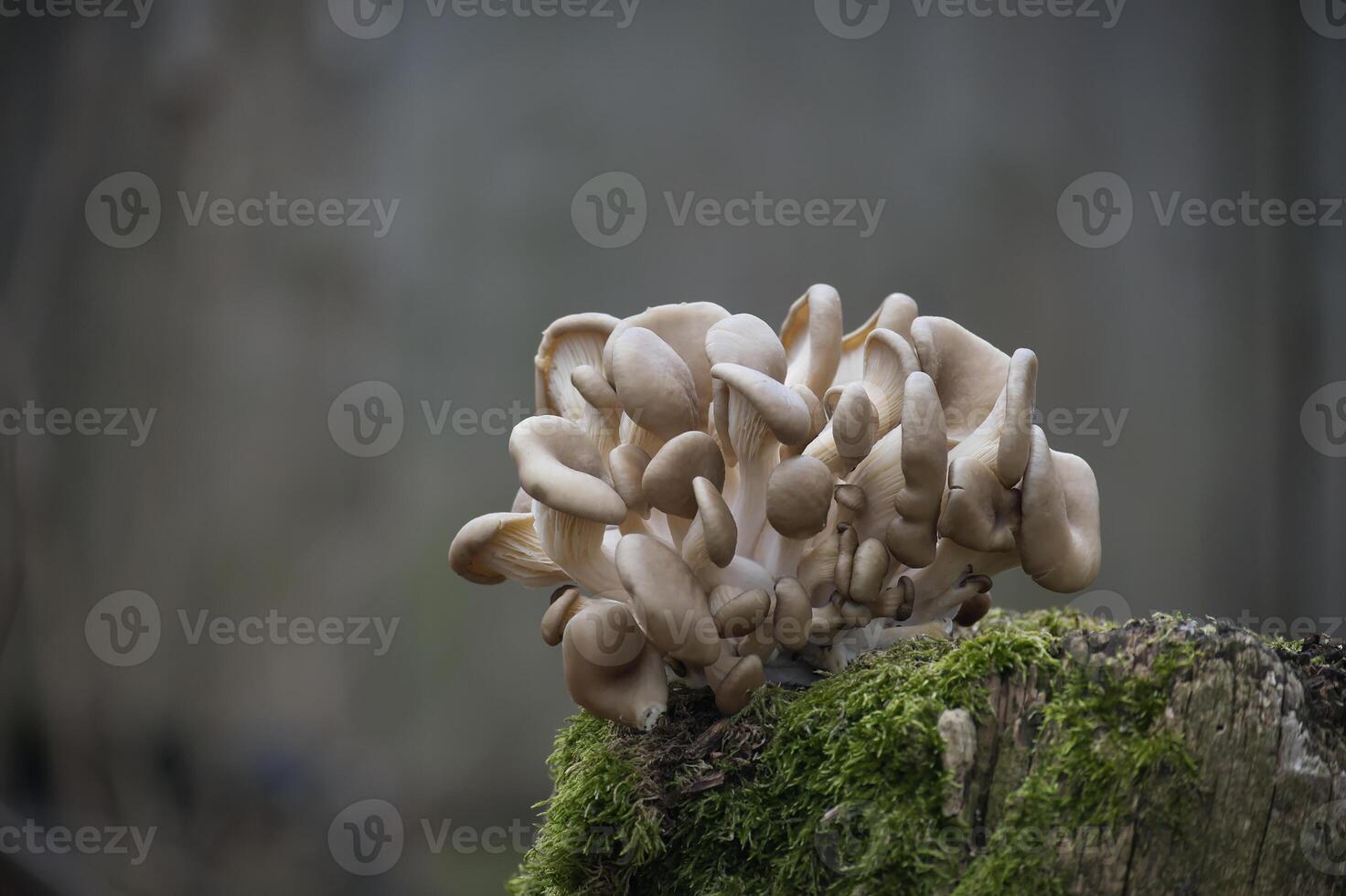 Close Up of Oyster Mushrooms Growing on Moss-Covered Tree Stump in Nature photo