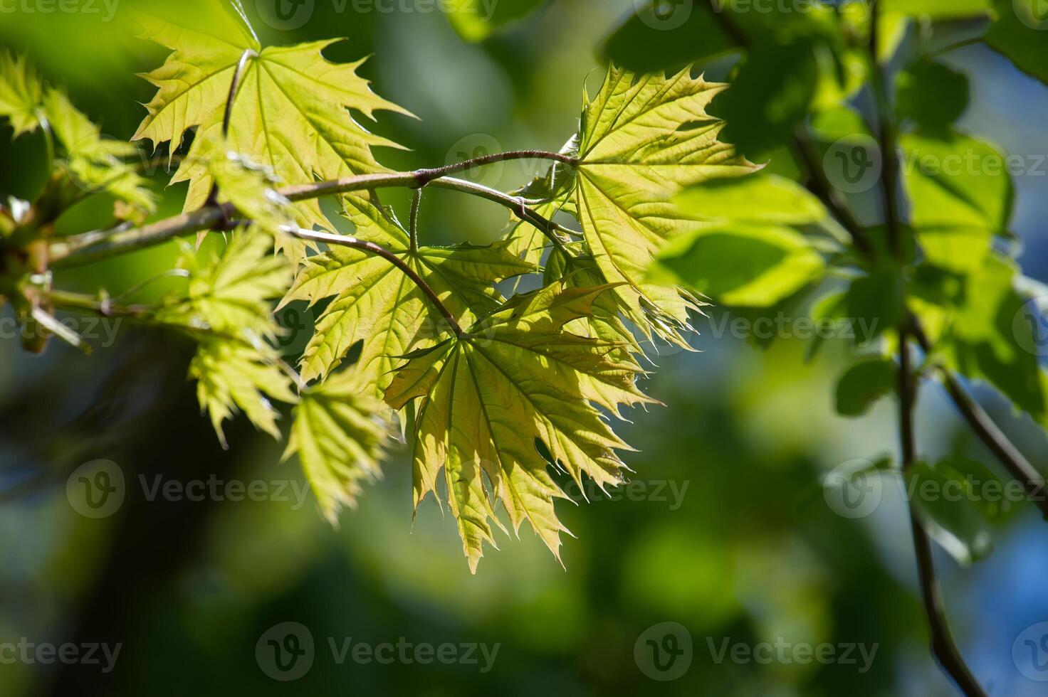 Sunlit maple leaves display vibrant green hues, creating a peaceful, natural scene. photo