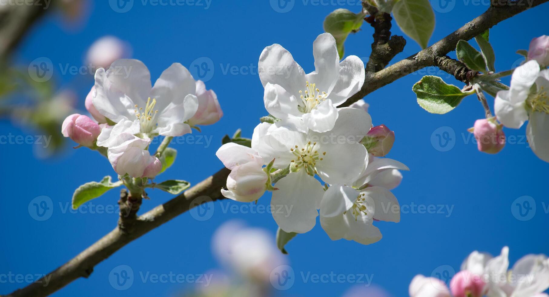 Apple blossoms in full bloom, with white petals and a backdrop of a brilliant blue sky. photo