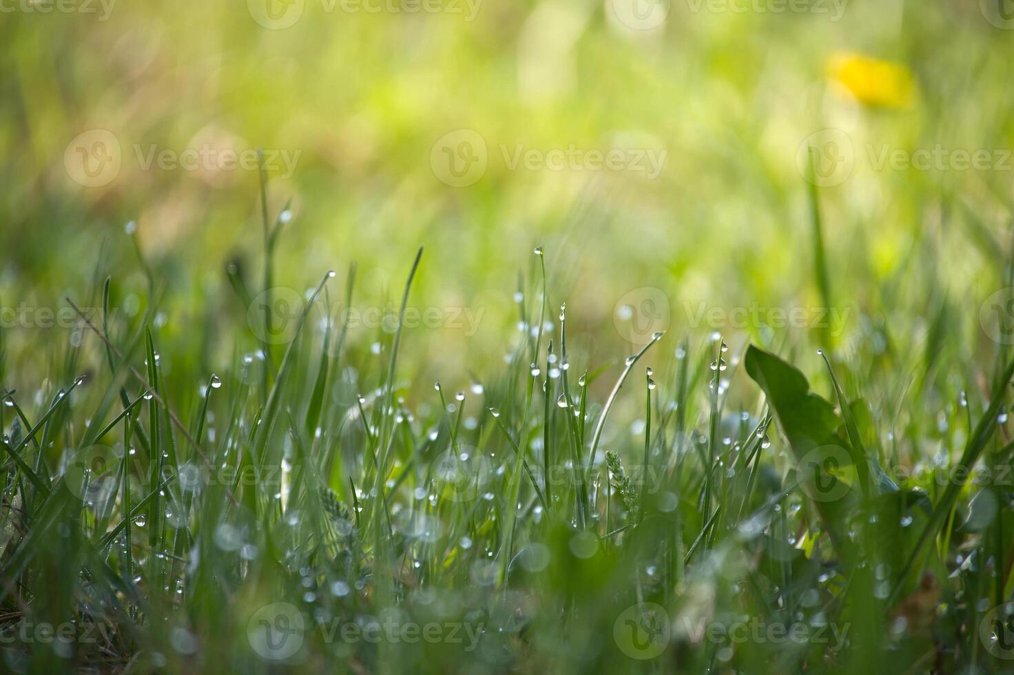 Close-up shot of vibrant green grass featuring water droplets on blades, lit by sunlight. photo