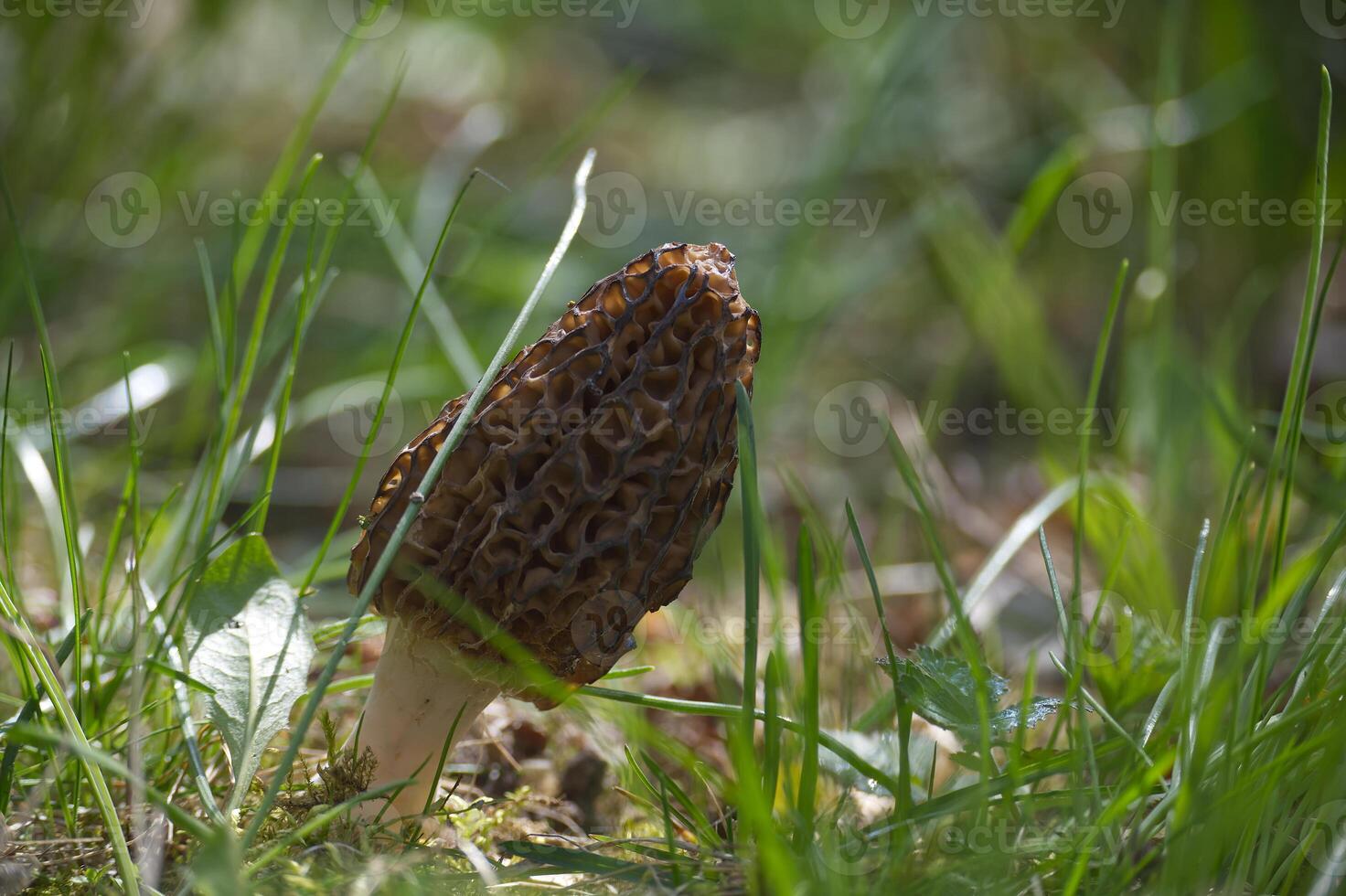 Close-up shot of a common morel mushroom growing in a grassy environment. photo