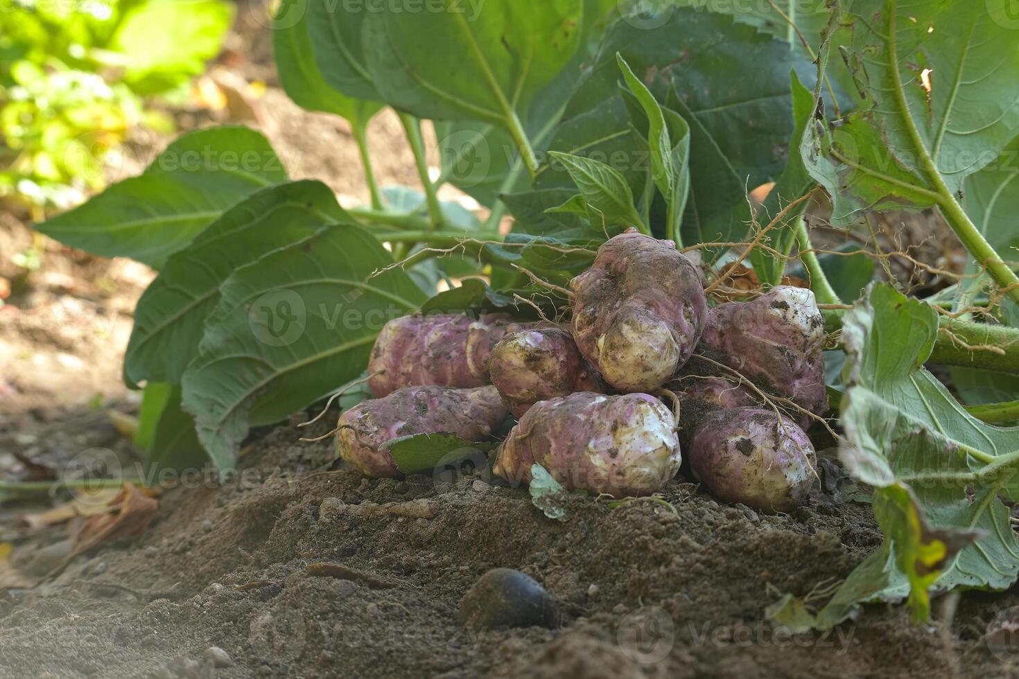 Freshly harvested Jerusalem artichokes with earthy texture displayed on rich soil in garden setting. photo