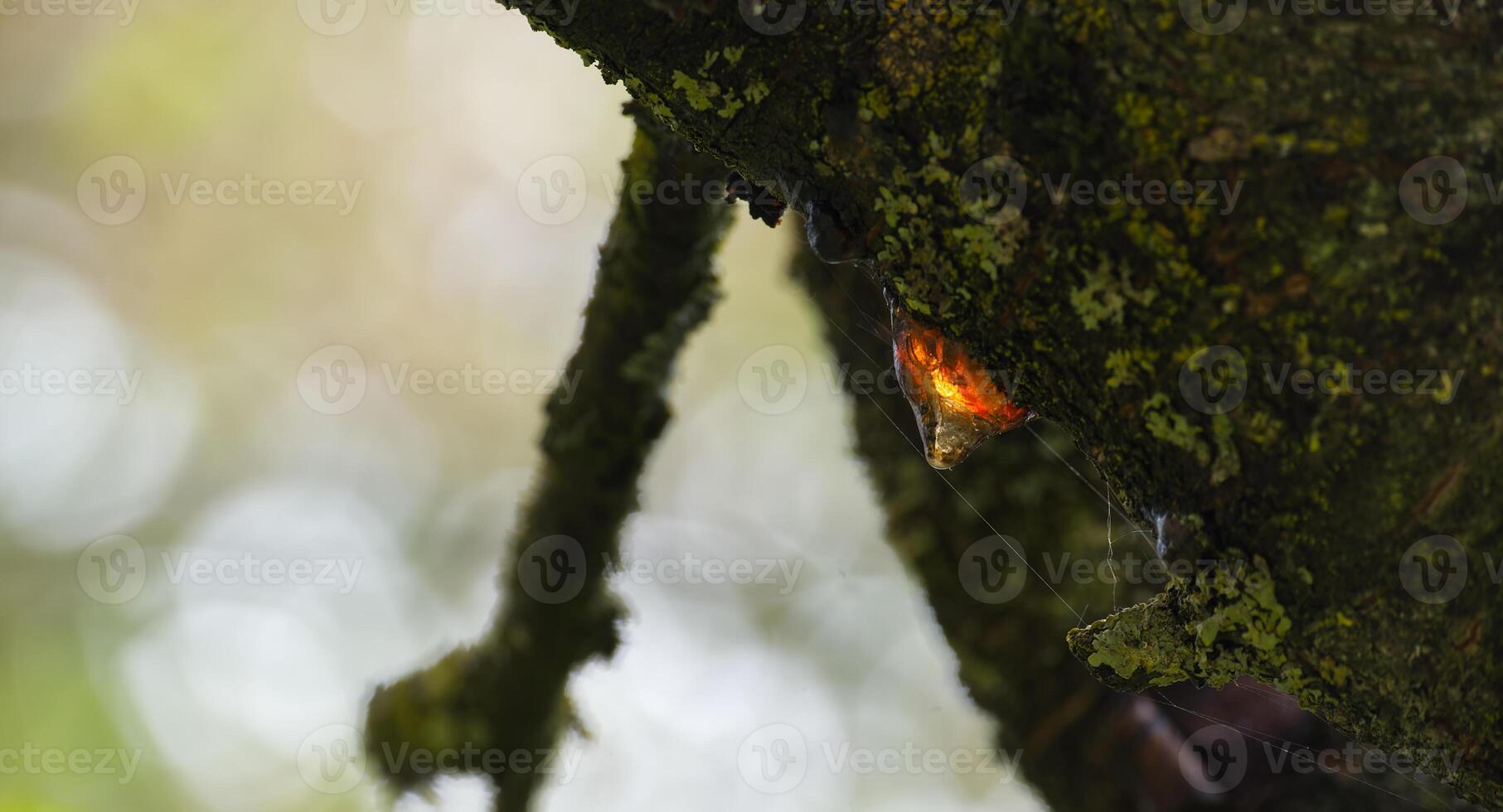 Close-Up of Tree Bark With Amber Resin Oozing Under Sunlight photo
