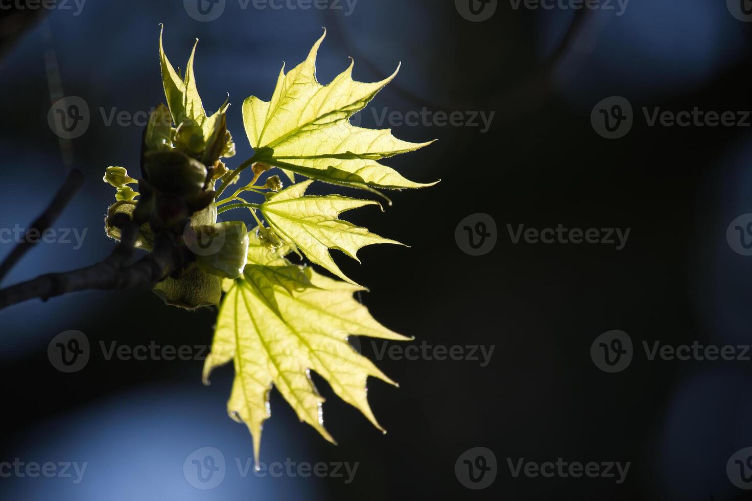 Sunlit maple leaves emerge, showcasing delicate details against a dark, blurred backdrop. photo