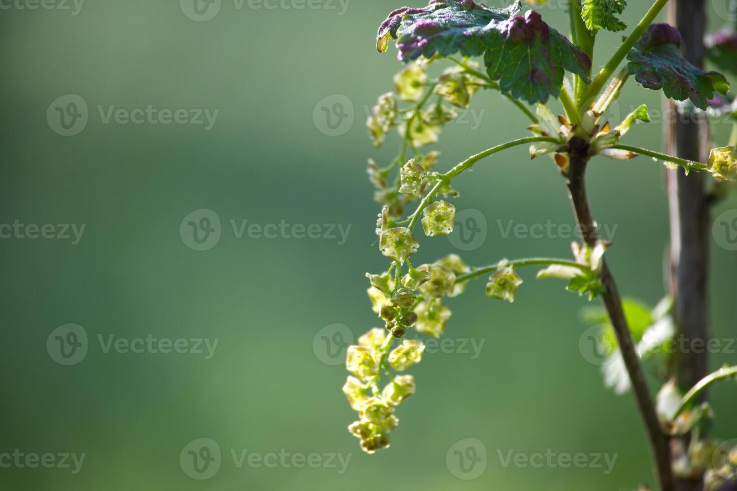 Close-up of delicate currant blossoms in full bloom, showcasing intricate details in nature. photo