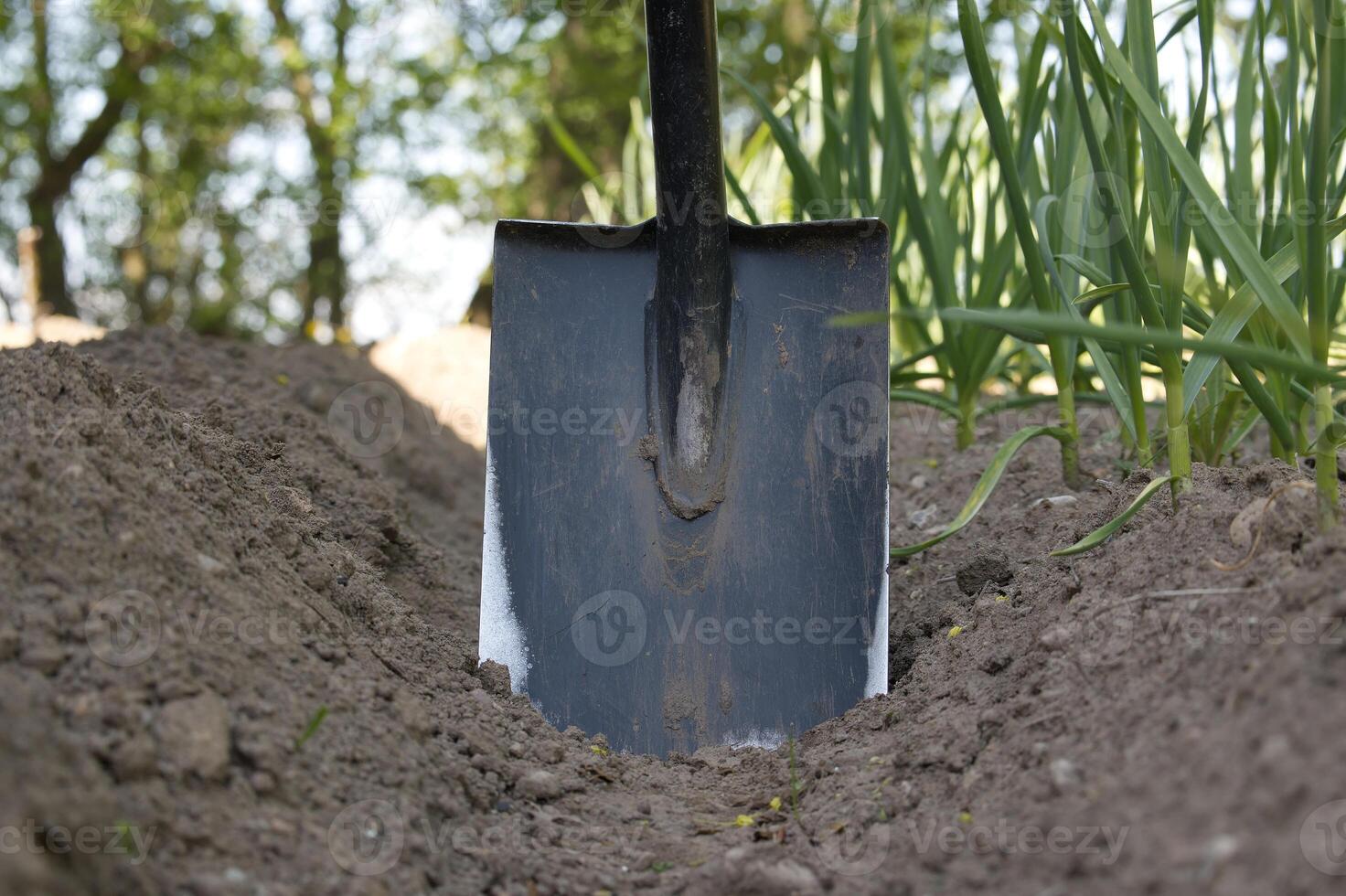 Close-up of a shovel in a freshly tilled garden bed, preparing for planting. photo