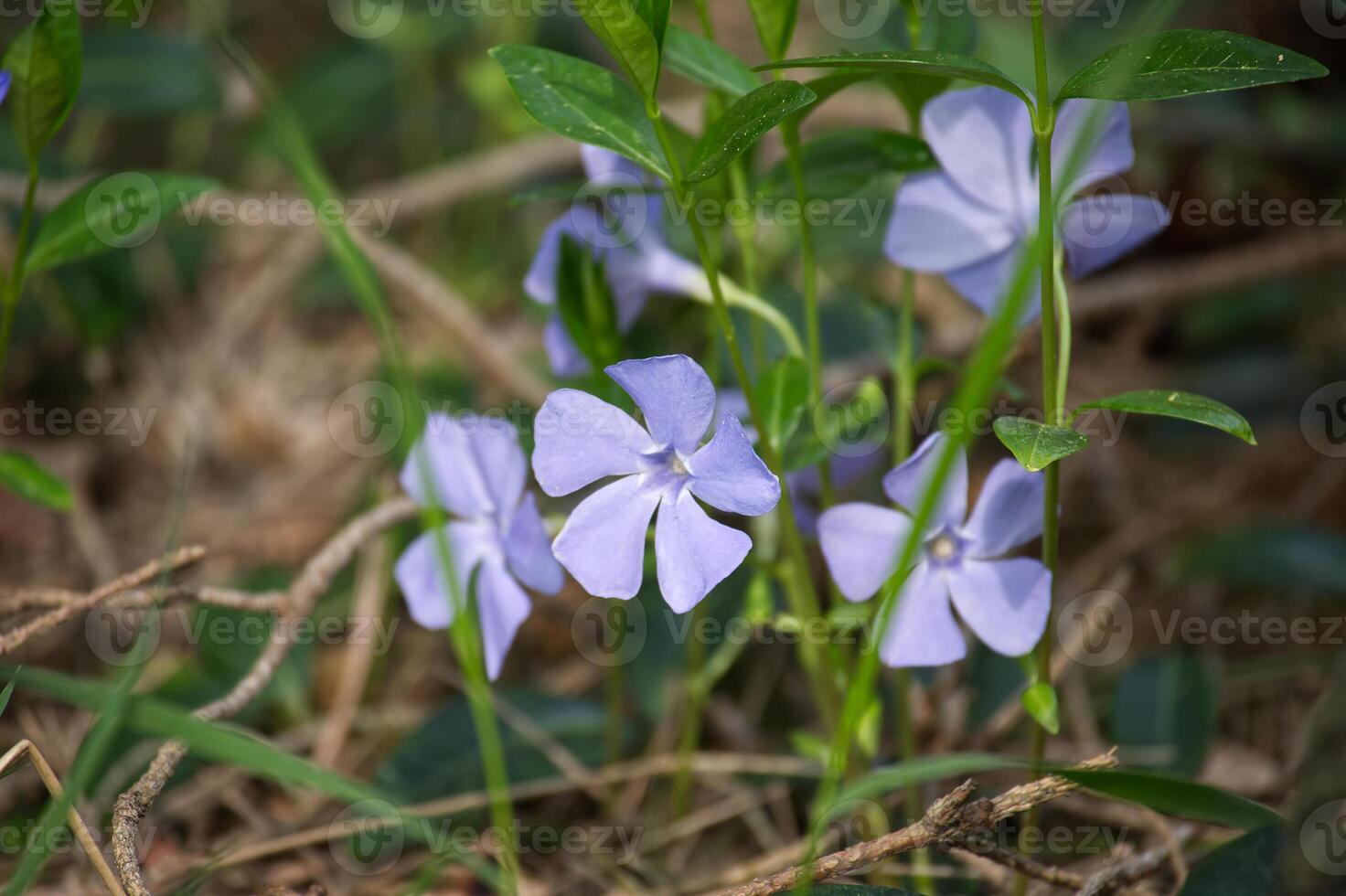 Charming periwinkle flowers with soft purple petals bloom in natural light among green foliage. photo