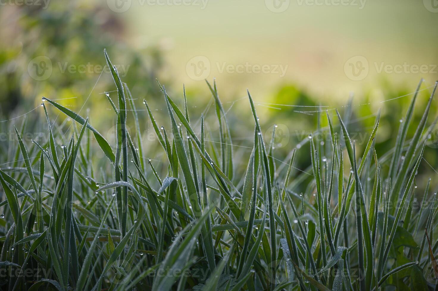 Delicate blades of grass sparkle with morning dew, woven with spiderwebs, a close-up scene. photo