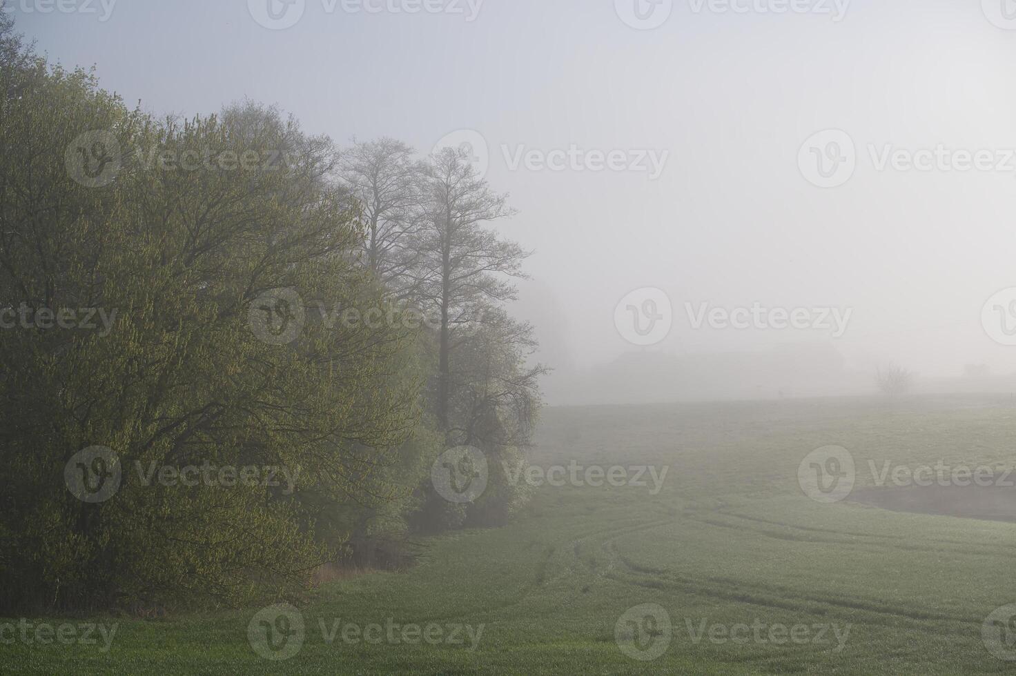 Misty morning landscape, with trees on the left and a field fading into the fog. photo