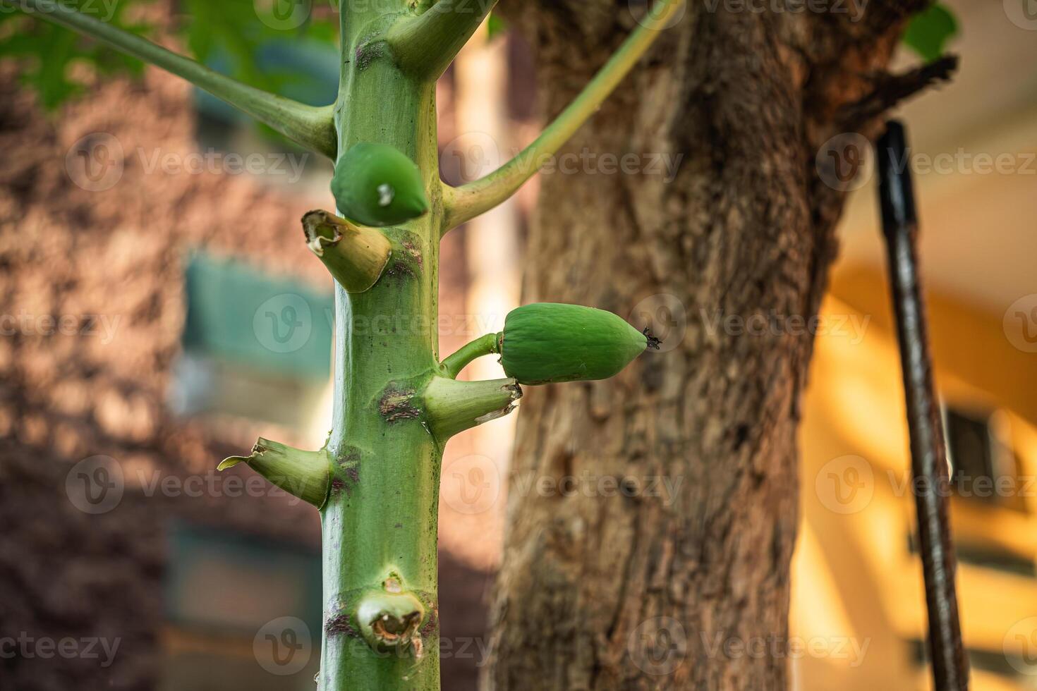 small papaya just growing on a tree photo