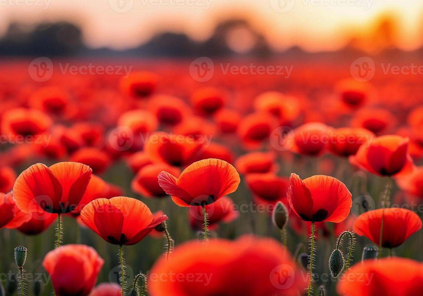 A lush field of vibrant red poppies stretches across the landscape photo
