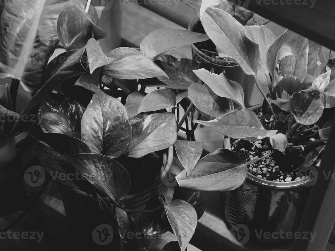 An Elegant Indoor Plant Arrangement in shades of Black and White that captivates the eye photo