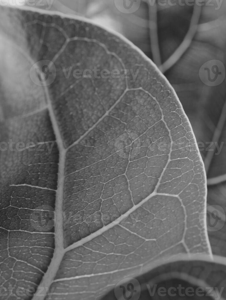Intricate Textures of Leaves in Stunning Black and White Artistic Representation photo